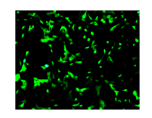 病毒包裝服務(wù)